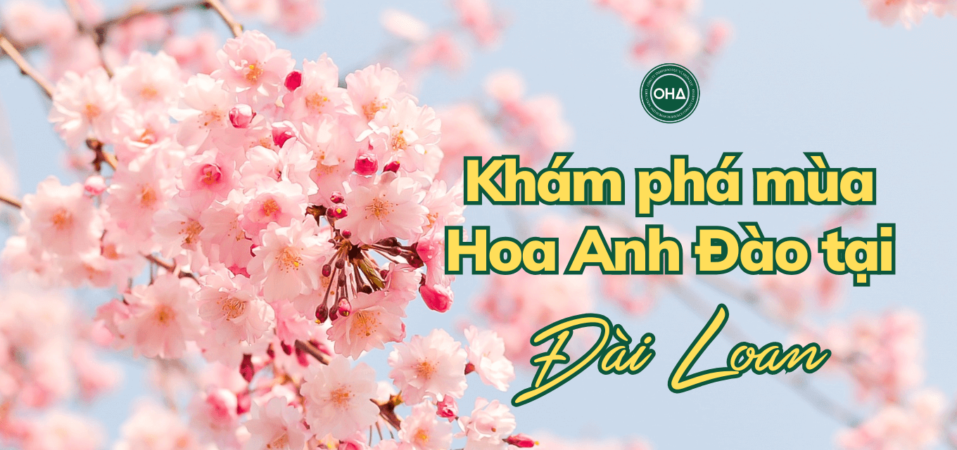 Tháng 2 Ở Đài Loan: Không Thể Bỏ Lỡ Mùa Hoa Anh Đào Nở Rộ